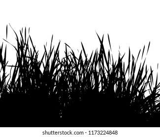 Realistic grass silhouettes from nature (Vector illustration).