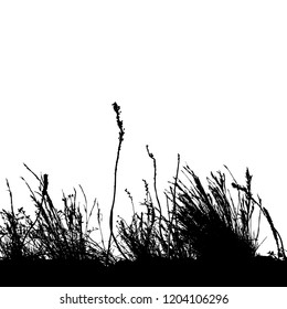 Realistic grass silhouettes from nature (Vector illustration).