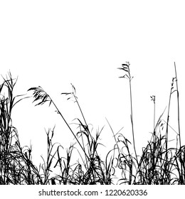 Realistic grass silhouettes from nature (Vector illustration).Eps10