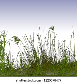 Realistic grass silhouettes from nature (Vector illustration).Eps10