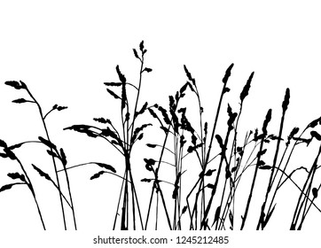 Realistic grass silhouettes from nature (Vector illustration).