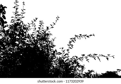 Realistic Grass Silhouettes From Nature.Realistic Silhouette Of Bush With Bare Branches  (Vector Illustration).Eps 10