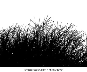 Realistic grass silhouettes (Vector illustration).Eps10