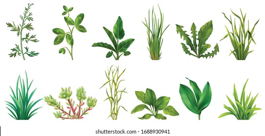 Realistische grassen kruiden vetplanten granen groene planten set met klaver paardebloem bieslook weegbree geïsoleerde vectorillustratie 