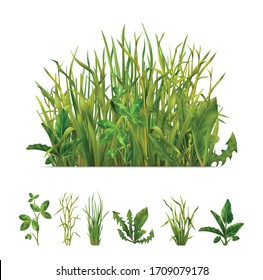 Realistic grasses mix and separate individual green plants set with clover dandelion chives isolated vector illustration 