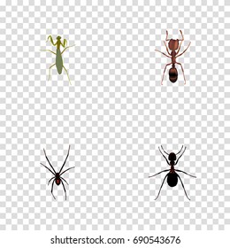 Realistic Grasshopper, Ant, Emmet And Other Vector Elements. Set Of Insect Realistic Symbols Also Includes Locust, Arachnid, Mantis Objects.