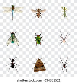 Realistic Grasshopper, Damselfly, Ant And Other Vector Elements. Set Of Bug Realistic Symbols Also Includes Jewel, Spider, Beetle Objects.