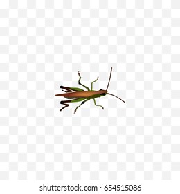 Realistic Grasshopper Element. Vector Illustration Of Realistic Locust Isolated On Clean Background. Can Be Used As Locust, Grasshopper And Bug Symbols.