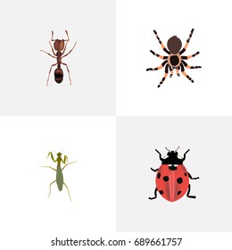 Realistic Grasshopper, Emmet, Tarantula And Other Vector Elements. Set Of Insect Realistic Symbols Also Includes Locust, Grasshopper, Arachnid Objects.