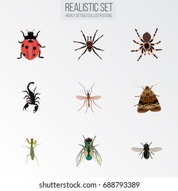 Realistic Grasshopper, Gnat, Arachnid And Other Vector Elements. Set Of Insect Realistic Symbols Also Includes Ladybug, Moth, Locust Objects.