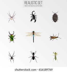 Realistic Grasshopper, Insect, Ant And Other Vector Elements. Set Of Hexapod Realistic Symbols Also Includes Spinner, Poisonous, Bug Objects.