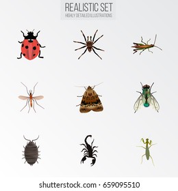 Realistic Grasshopper, Ladybird, Arachnid And Other Vector Elements. Set Of Insect Realistic Symbols Also Includes Mosquito, Tarantula, Poisonous Objects.