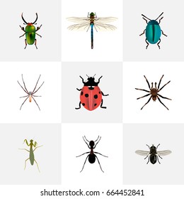 Realistic Grasshopper, Midge, Damselfly And Other Vector Elements. Set Of Insect Realistic Symbols Also Includes Midge, Dragonfly, Damselfly Objects.