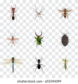 Realistic Grasshopper, Spider, Insect And Other Vector Elements. Set Of  Realistic Symbols Also Includes Pismire, Green, Alive Objects.