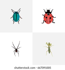 Realistic Grasshopper, Spinner, Bug And Other Vector Elements. Set Of Bug Realistic Symbols Also Includes Grasshopper, Dor, Ladybird Objects.