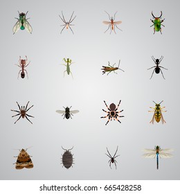 Realistic Grasshopper, Spinner, Locust And Other Vector Elements. Set Of Bug Realistic Symbols Also Includes Moth, Green, Butterfly Objects.