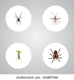 Realistic Grasshopper, Tarantula, Spinner And Other Vector Elements. Set Of Insect Realistic Symbols Also Includes Grasshopper, Mosquito, Spinner Objects.