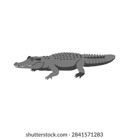 Realistic gray crocodile vector illustration isolated on white background, predatory alligator