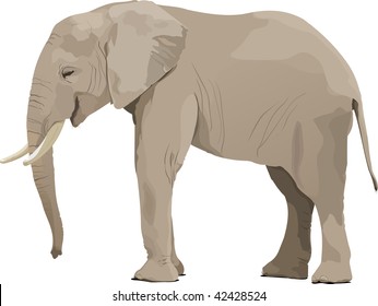 Realistic gray elephant with tusks. Side view. Vector illustration