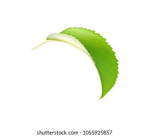 Realistic Green 3d Apple Leaf Isolated On White Background. Design Element For Web Or Print Packaging. Vector Illustration.