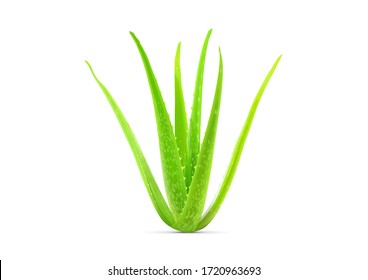 Realistic Green Aloe Vera Plant Vector Illustration