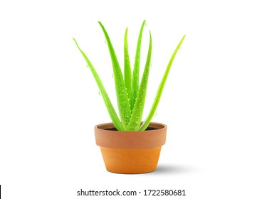 Realistic green aloe vera plant with water drops in grunge flower clay pot on white background vector illustration