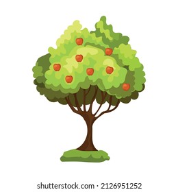Realistic green apple tree with red apples isolated on white background - Vector illustration