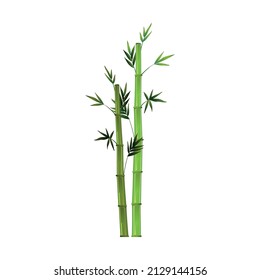 Realistic green bamboo isolated on white background - Vector illustration