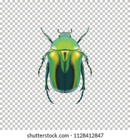 Realistic Green Beetle top view isolated on Transparent background. Vector illustration of realistic bronzed Beetle. Can Be Used As Insect Symbols.