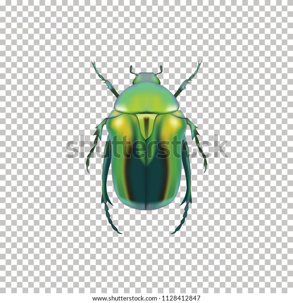 Realistic Green Beetle top view isolated on\
\
Transparent background. Vector illustration of realistic bronzed\
Beetle. Can Be Used As Insect\
Symbols.