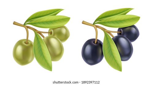 Realistic green and black olives branch with leaves. Extra virgin olive oil product design, natural organic cosmetics ingredient, health care products. Vector illustration isolated on white.