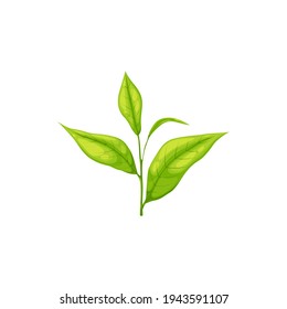 Realistic green or black tea leaf isolated herbal plant. Vector India, Ceylon or Chinese tea leaves on branch with stem, botanical plant, herbal tea ingredient. Fresh organic young saplings