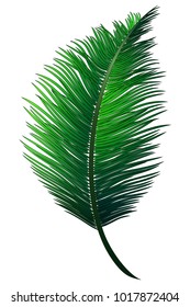 Realistic green branch of tropical coconut palm.
