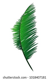 Realistic green branch of tropical coconut palm.