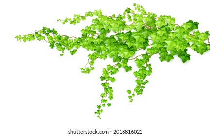 Realistic green bush liana ivy isolated on white background. Vector illustration EPS10