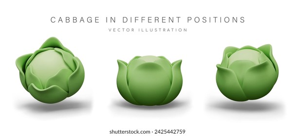 Realistic green cabbage in different positions. Juicy crunchy vegetable