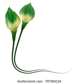 Realistic green calla lily frame, corner.