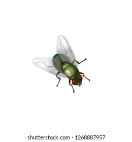 Realistic green fly insect. Vector illustration isolated on white background.