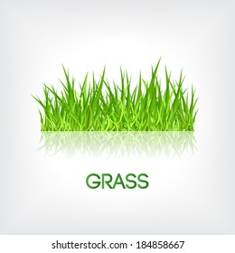 Realistic Green Fresh Grass, Vector Graphic