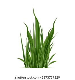 Realistic green grass blades grow in dense cluster, forming lawns or meadows. Isolated vector lush vegetation leaves