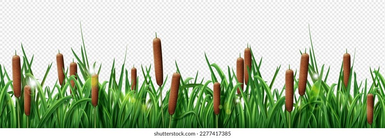 Realistic green grass border and brown reed border isolated on transparent background. Vector illustration of seamless plant pattern for pond, swamp, marsh, river bank landscape design element