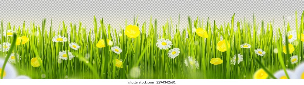 Realistic green grass border with flowers isolated on transparent background. Vector illustration of beautiful spring garden with lush lawn, colorful blossom. Organic herbs. Landscape design element