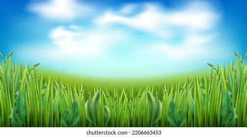 Realistic green grass with clouds on blue sky background. Garden lawn stripe, meadow herbs, field panorama, fisheye illustration. Park nature plants. Summer landscape utter vector concept