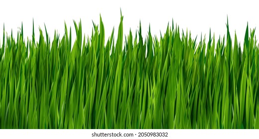 Realistic Green grass isolated on white background. Vector border, illustration