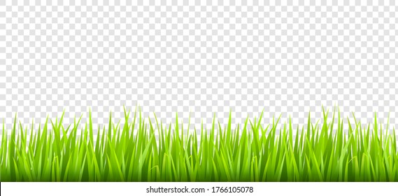 Realistic green grass lawn, border or meadow on transparent background. vector illustration.