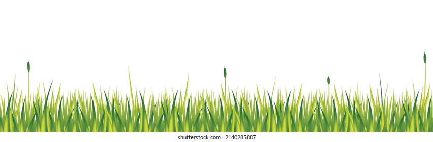 Realistic green grass with reeds isolated on white background - Vector illustration