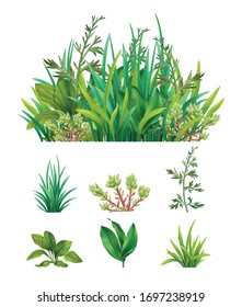 Realistic green herbs succulents with  grasses mix combination and separate individual plants set isolated vector illustration 