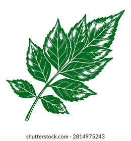 A realistic green leaf with detailed veins and textured surface, highlighting natural botanical features and vibrant coloration.