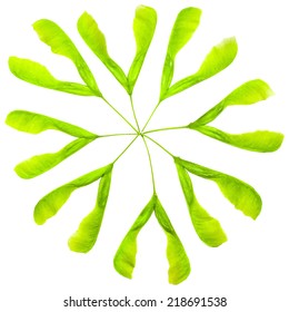 Realistic green leaf, isolated on white