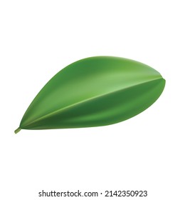 realistic green leaf vector illustration isolated on white background, package design, banner design,nature product mockup,